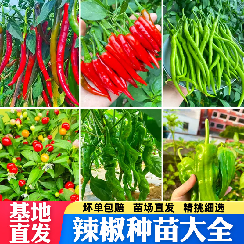 【园艺推荐】寿光苗场直发尖椒苗朝天椒苗线椒苗薄皮辣椒苗螺丝椒 到手价¥12.90