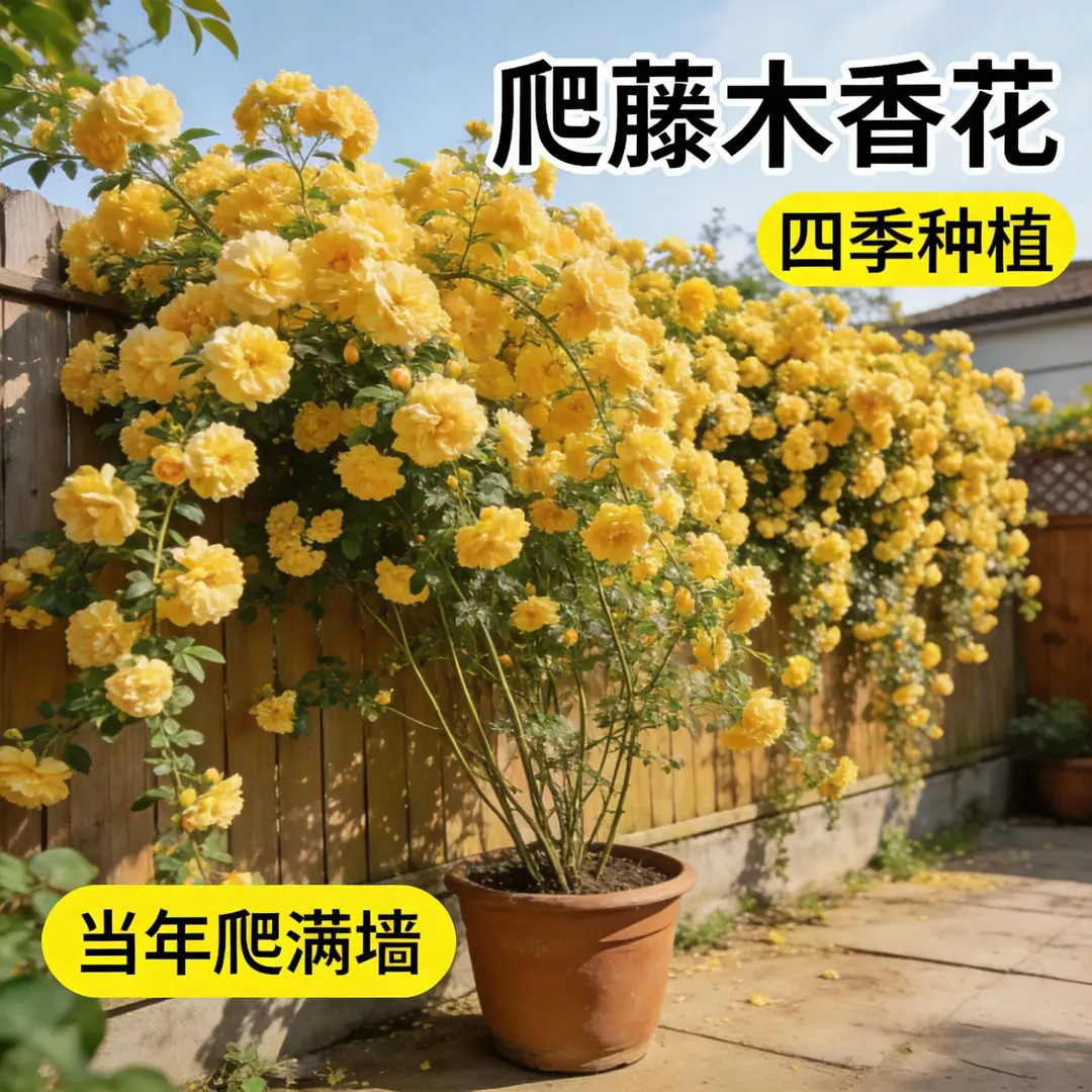 黄木香花苗四季种植浓香型庭院阳台南北方花卉新手好养花卉绿植物 到手价¥5.29