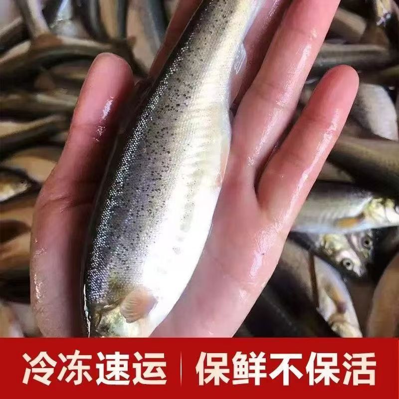 东北柳根鱼每斤十条左右鲜活速冻保鲜不保活5斤包邮 到手价¥65.80