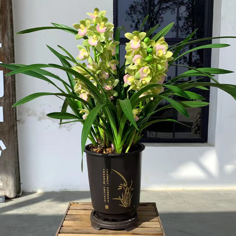 精品兰花（香水香兰）大花国兰好养活绿植物花卉盆栽 花期7-3月 到手价¥19.90