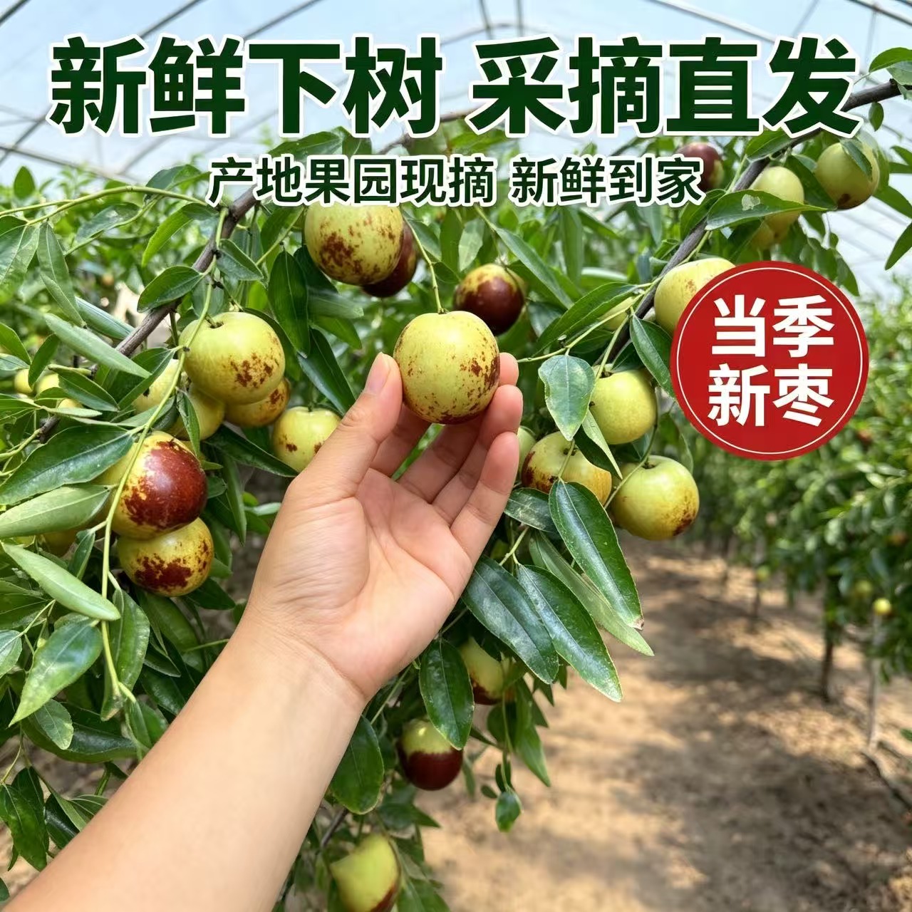 五斤箱装新鲜采摘沾化农家自种冬枣好吃脆脆甜甜送礼佳品好吃实惠 到手价¥23.80