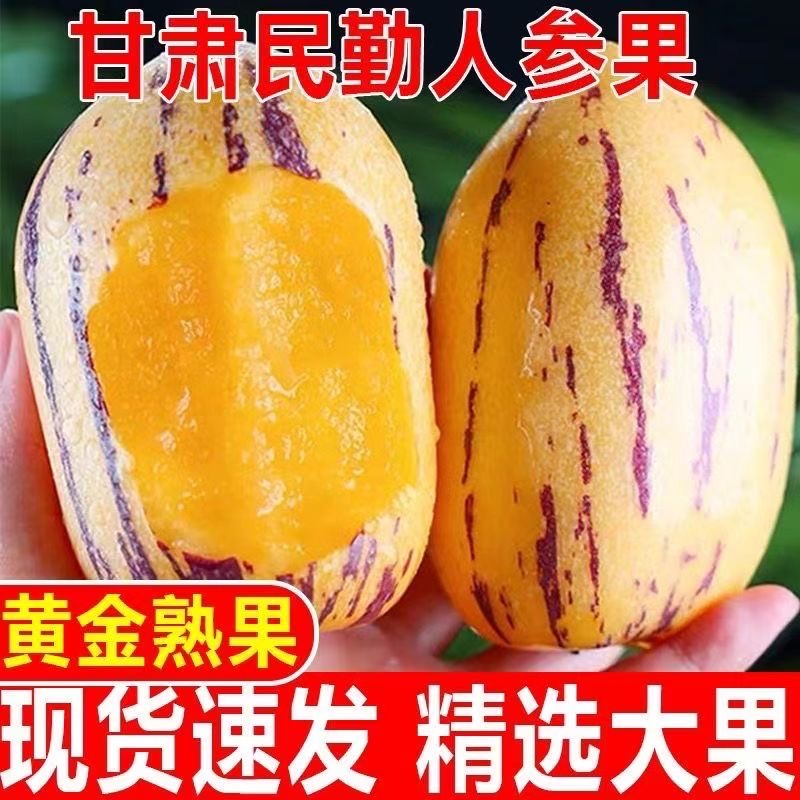 【沙漠直发】甘肃民勤沙漠人参果新鲜应季水果树上自然熟产地直发 到手价¥28.80