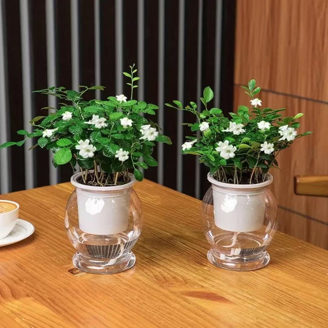 【买一送一】A九里香驱蚊植物开花飘香室内绿植花卉好养护 到手价¥9.90