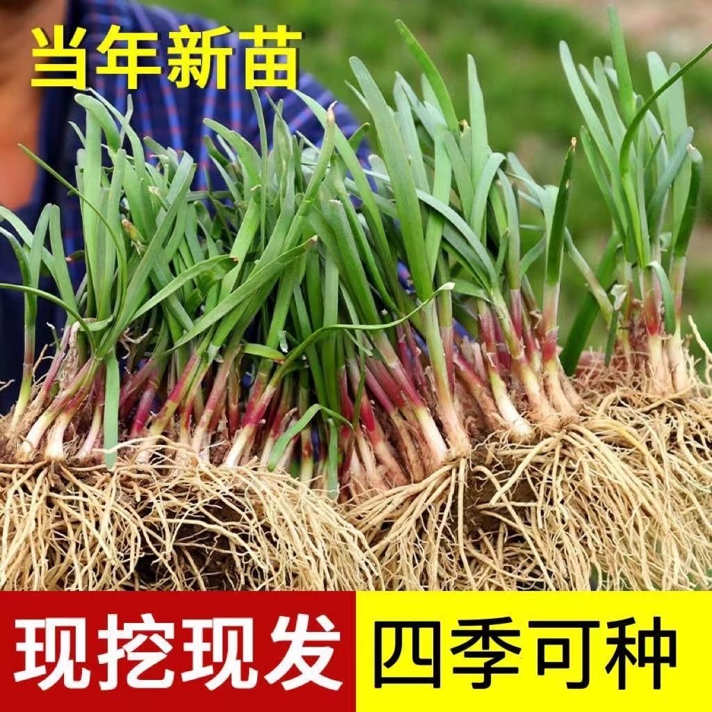 韭菜根苗现挖发货四季紫根韭菜今年新根宽叶韭菜阳台盆栽四季 到手价¥9.90