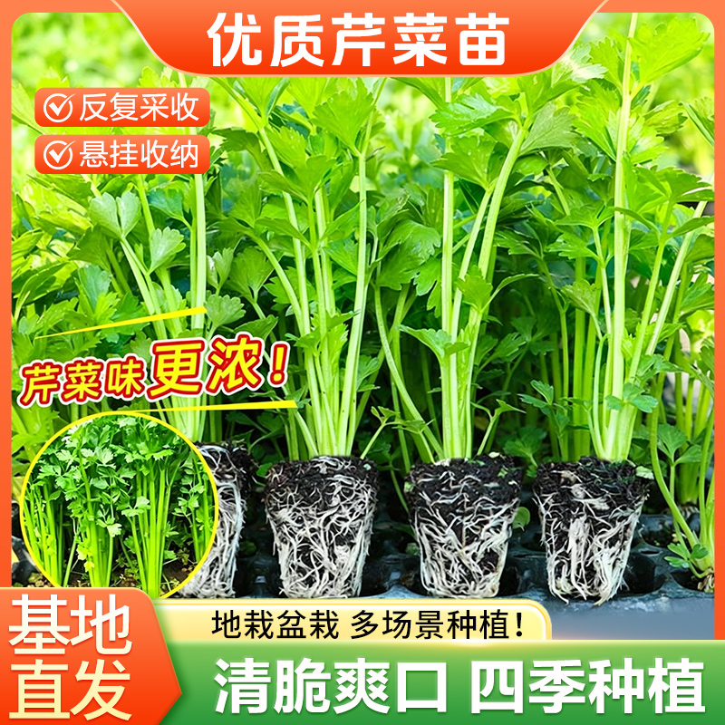 皇后大肉西芹秧苗芹菜苗四季种植阳台盆栽庭院种植蔬菜苗 到手价¥9.90
