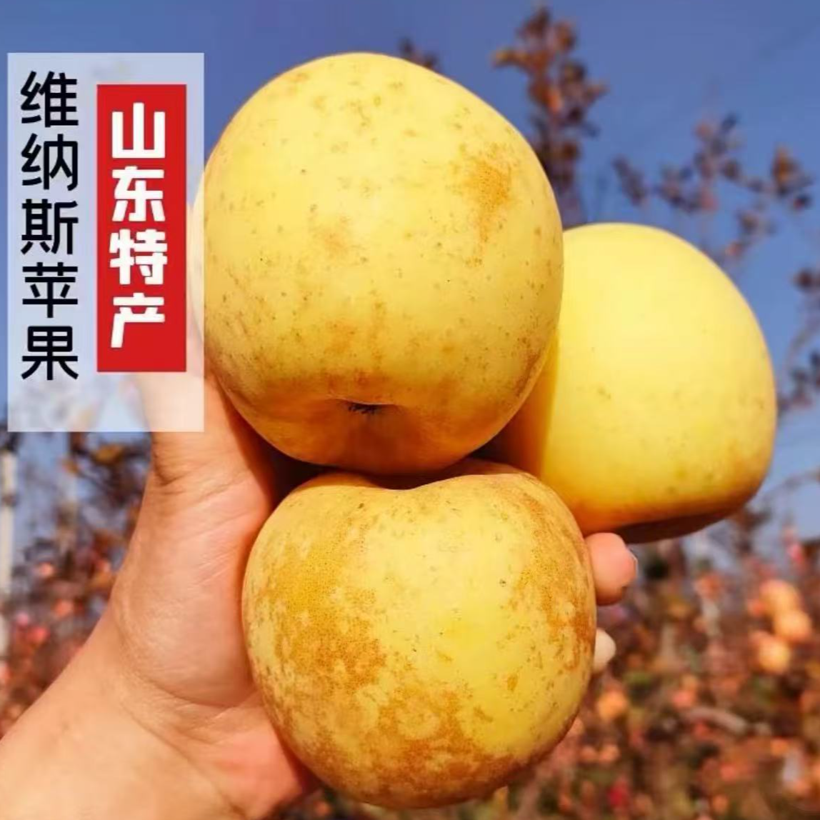 【维纳斯黄金苹果一】纯甜多汁可带皮吃精品果发货嘎嘎好吃 到手价¥29.80