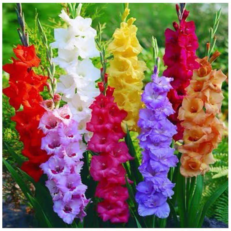 剑兰唐菖蒲浓香花卉多年生植物四季种植盆栽地栽 到手价¥9.90