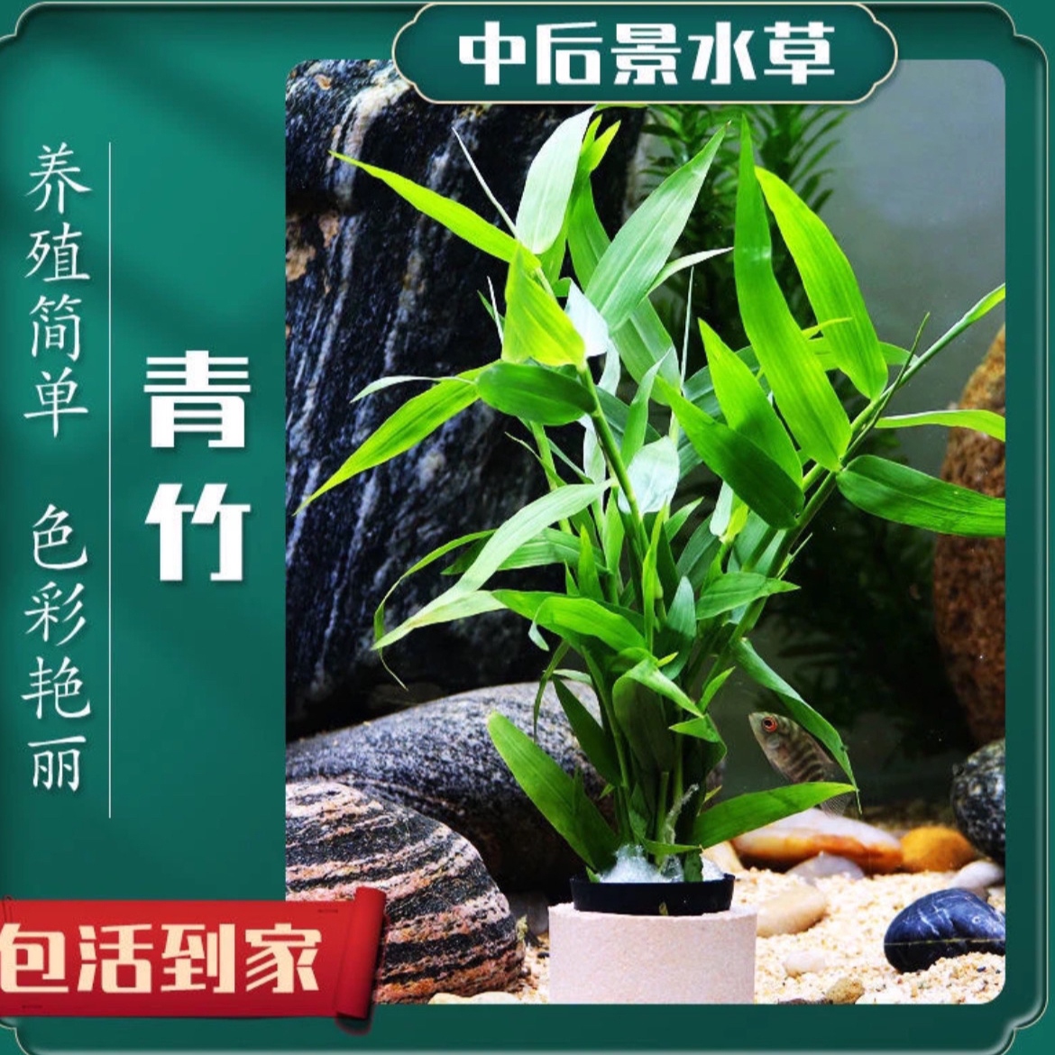 南美青竹坨草水下叶鱼缸草缸造景后景阴性水草植物懒人新手好养活 到手价¥9.90