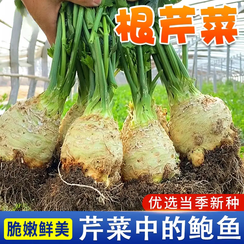 地中海根芹种子优质芹菜种子播种简单易种易活抗病高产营养 到手价¥3.88