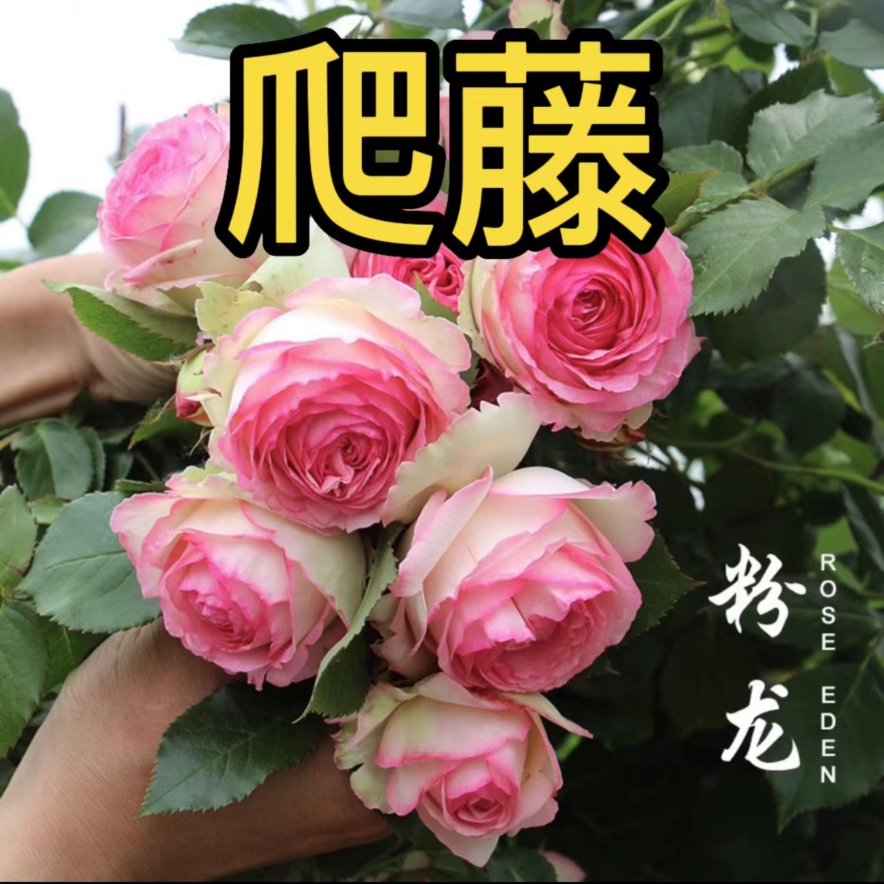 云南爬藤月季蔷薇花苗藤本月季 盆栽地栽阳台庭院特大花 四季开花 到手价¥3.90
