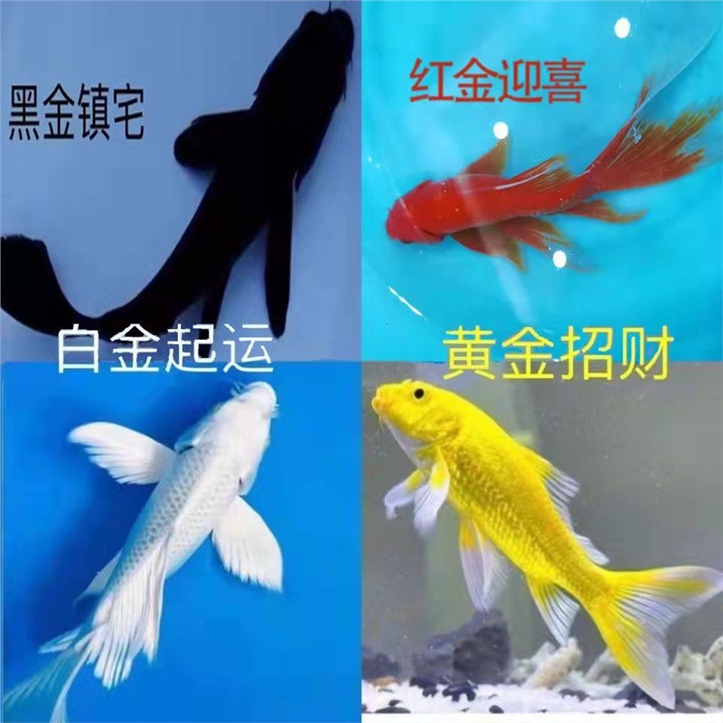 金鱼活体观赏鱼锦鲤草金鱼冷水鱼黑金锦鲤黄金锦鲤白金锦鲤小型鱼 到手价¥12.00