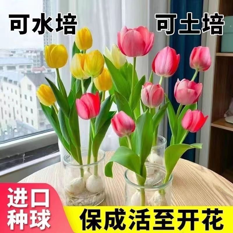 【9.9元5个郁金香种球】混色发货室内外水培阳台盆栽易开花卉植物 到手价¥9.20