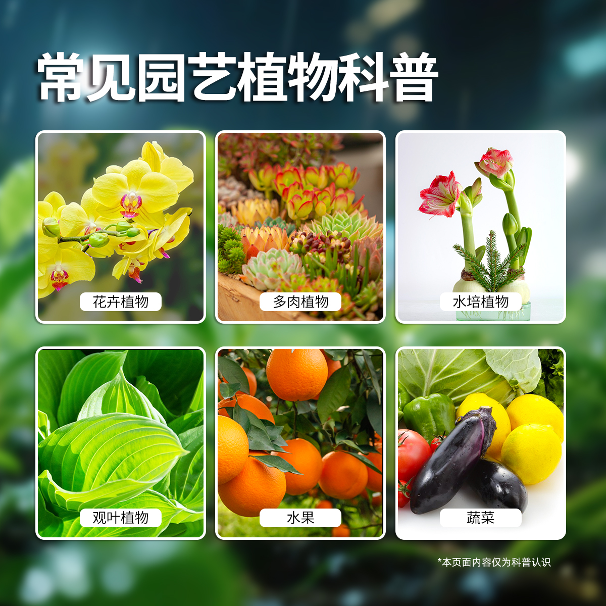 贝可施呋虫胺虫虫净免稀释杀虫剂直喷型花虫净家庭园艺植物通用 图片 5