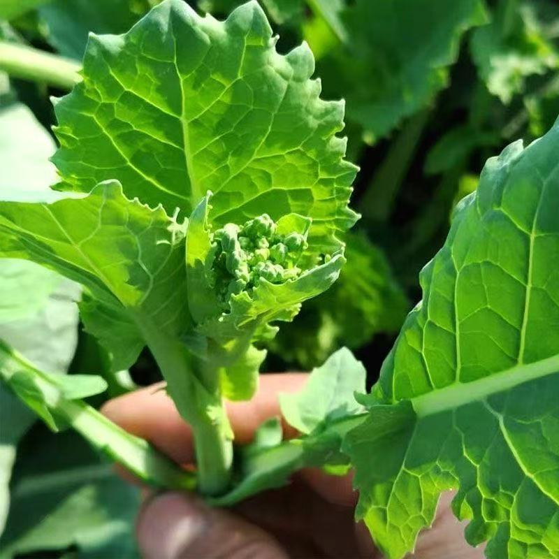 【野狼】板蓝根青菜种子四季种植阳台小院盆栽简单易种蔬菜种子 到手价¥9.90