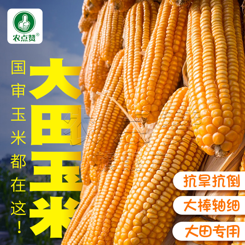 郑单958国审玉米 早熟春季大田种植蔬菜种子农业 到手价¥19.90
