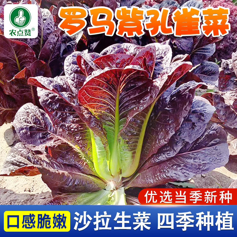 罗马紫色孔雀菜清香耐热四季阳台盆栽生菜可生吃简单种植蔬菜种子 到手价¥5.88
