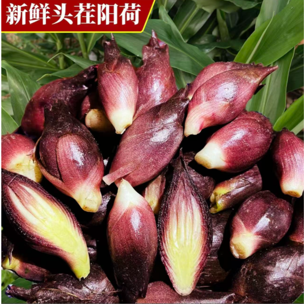 贵州新鲜洋荷姜现摘现发野生阳荷姜洋荷笋洋霍阳合姜洋火新鲜蔬菜 到手价¥5.80