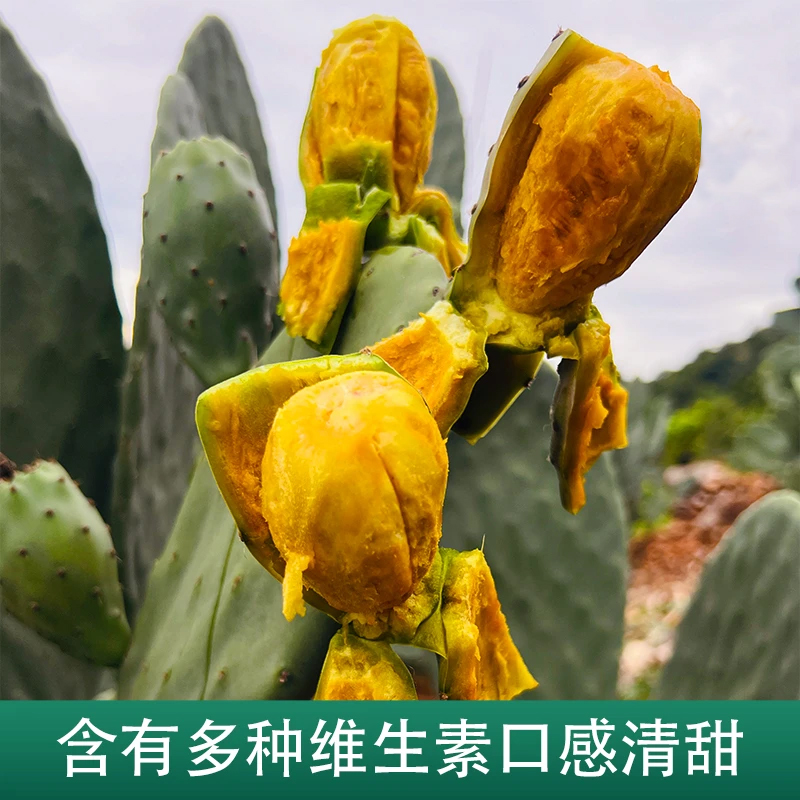【米邦塔】仙人掌叶片食用外敷美容灌肤嫁接盆栽多肉耐旱种植好养 到手价¥9.90