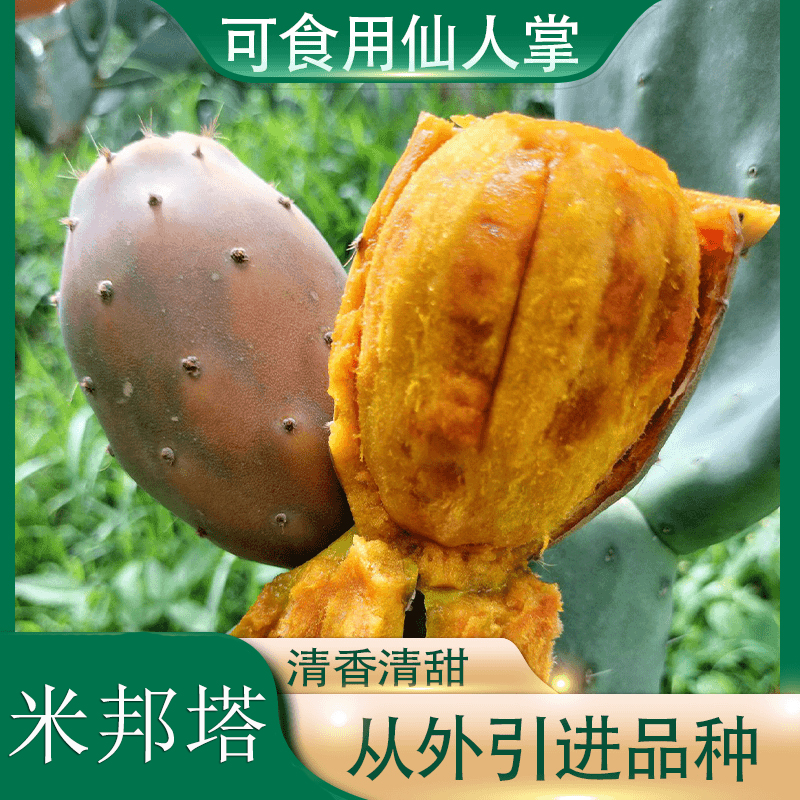 【米邦塔】仙人掌叶片食用外敷美容灌肤嫁接盆栽多肉耐旱种植好养 到手价¥9.90
