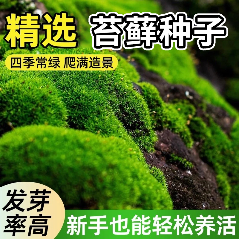 【成活率高】四季鲜活苔藓孢子粉种子吸水石假山盆景造景好养活 到手价¥9.90