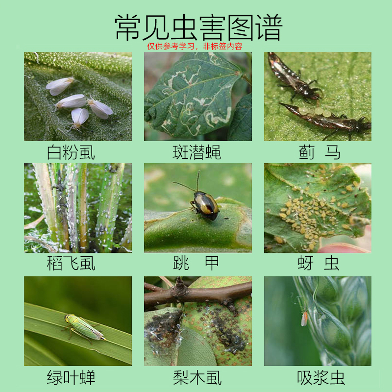 【升级款】虱蚜蓟蓟马蚜虫飞虱茄子柑橘番茄辣椒黄瓜冲施助剂 图片 5