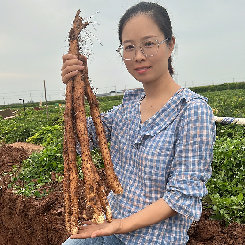 河南焦作温县铁棍山药正宗垆土地铁棍怀山药土特产3斤装-5斤装 到手价¥35.80