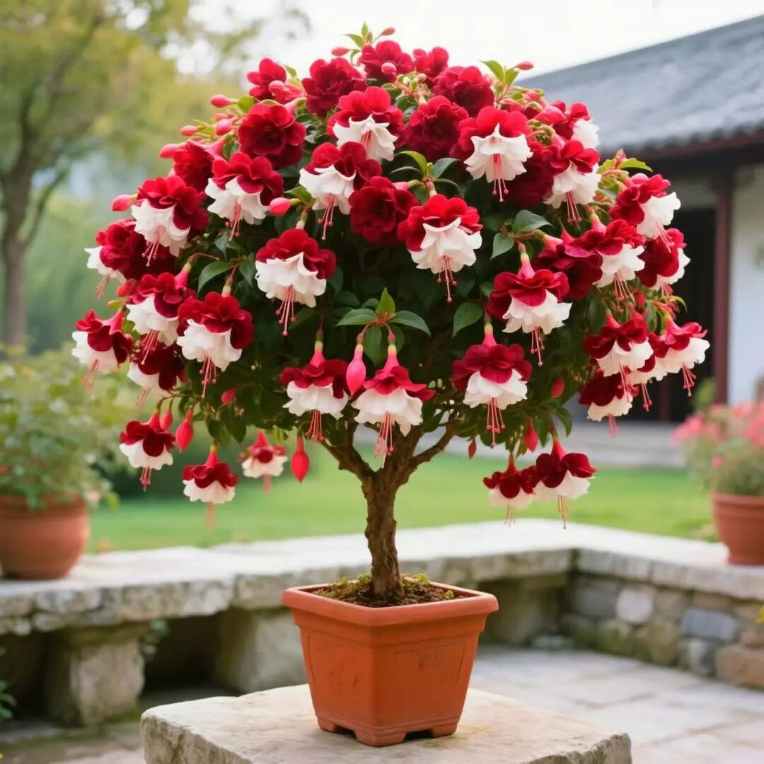 浓香型灯笼花盆栽老桩盆景植物室内客厅阳台四季花卉绿植耐热鲜花 到手价¥6.88