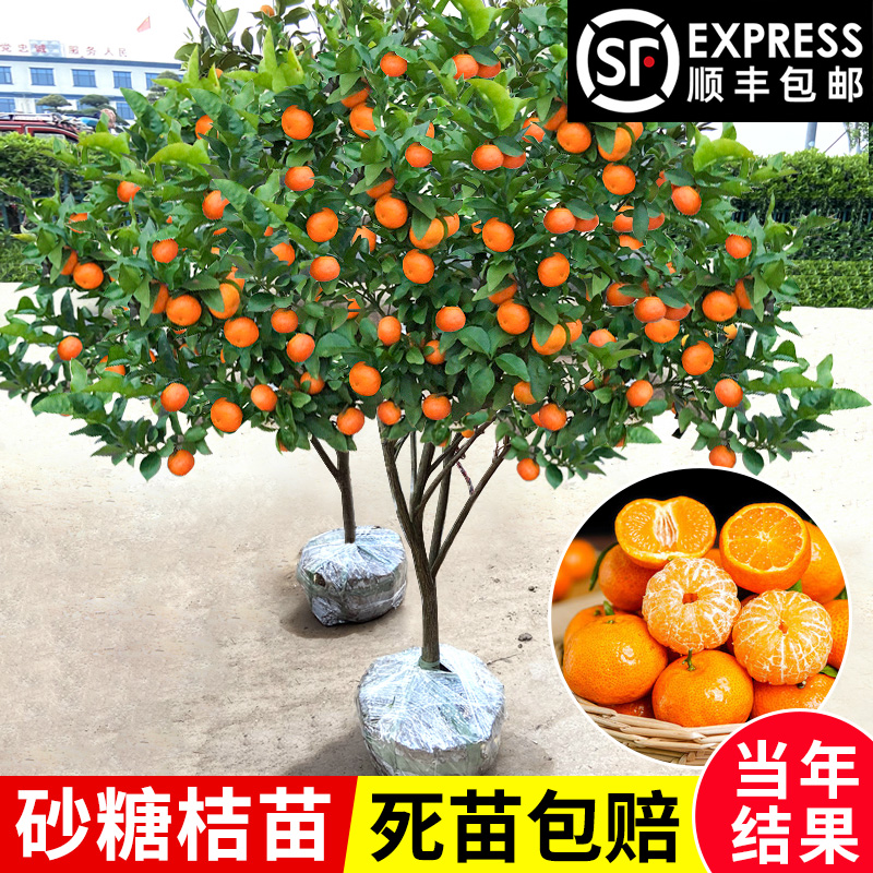 沙糖桔树苗地栽盆栽南方北方种植橘子树苗柑桔果树果苗嫁接砂糖橘 到手价¥8.80