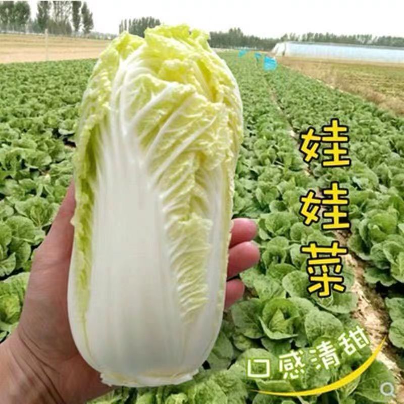 【保温】霜打新鲜生态娃娃菜时令季节时蔬涮火锅黄心菜蔬菜娃娃菜 到手价¥14.90