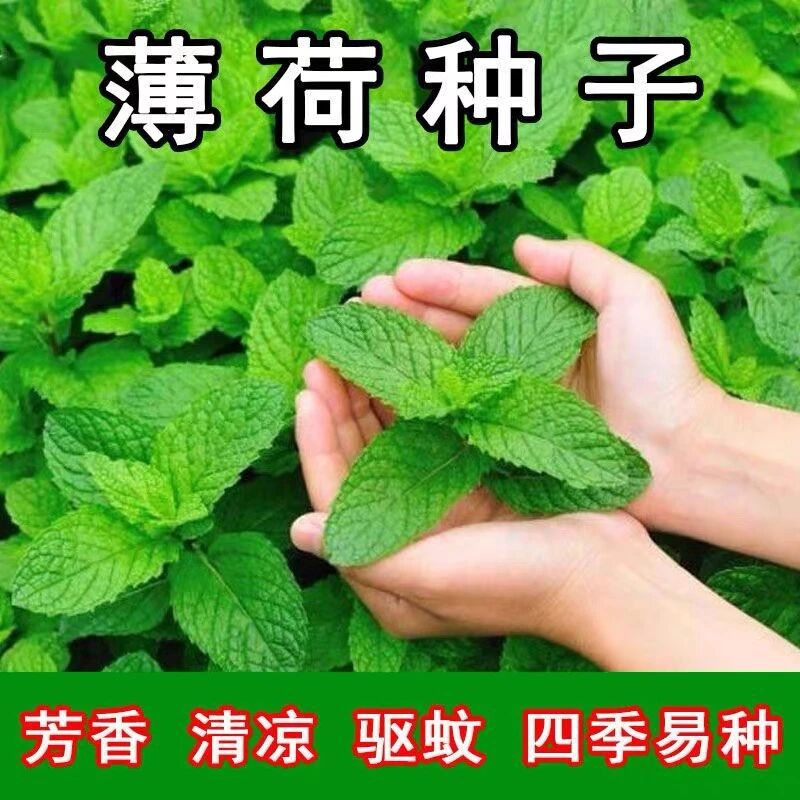 薄荷种子可食用柠檬薄荷清香驱蚊四季播种阳台盆栽花种子 到手价¥3.88