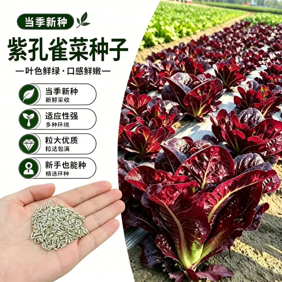 紫孔雀菜种子沙拉菜生吃甜脆多汁盆栽阳台小院种植A 到手价¥3.88