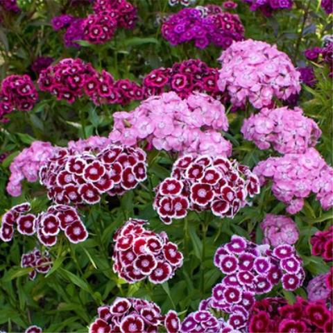 花种子 绣球石竹种子 花籽 美国石竹种子 到手价¥3.88