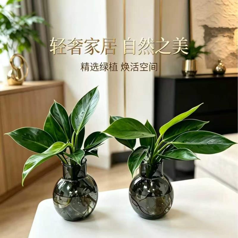 D金钻绿公主客厅美观室内绿植土培盆栽四季常青 到手价¥5.99