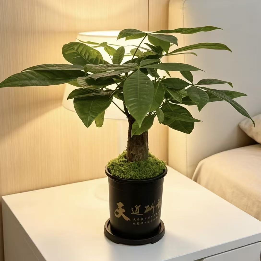 D发财树室内小盆栽创意礼物好养懒人花卉客厅耐阴绿植公室桌面 到手价¥6.99