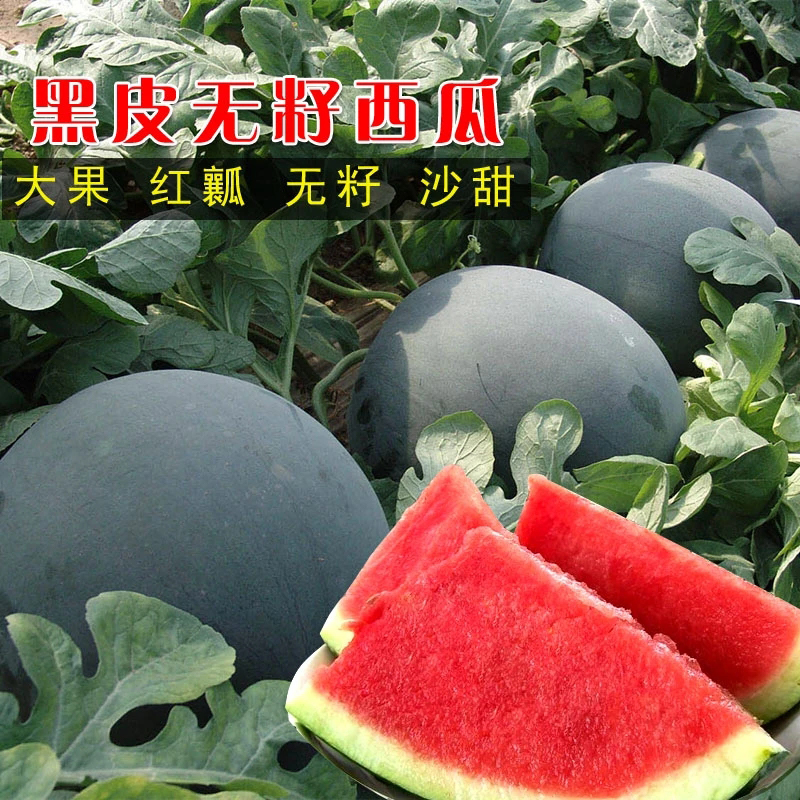 热销！夏季新品【黑皮无籽西瓜种子】四季种植家庭阳台盆栽地栽 到手价¥5.88