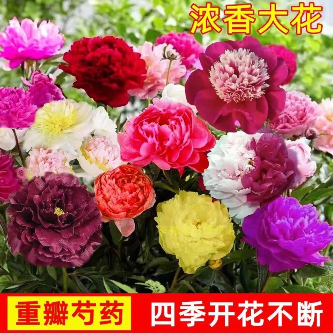 重瓣大花芍药花 四季花卉多年生阳台庭院种植耐寒耐热花T8 到手价¥13.90