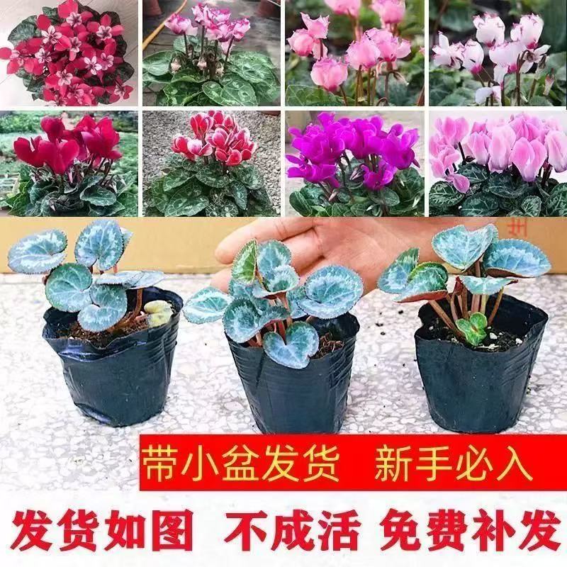 【拍一发三】仙客莱盆栽萝卜海棠重瓣大花四季开花 到手价¥9.90