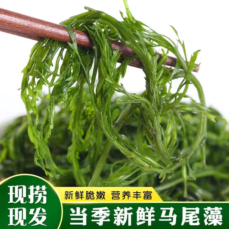 【净重5斤】大连盐渍鞭炮笋马尾藻净重5斤z 到手价¥12.90