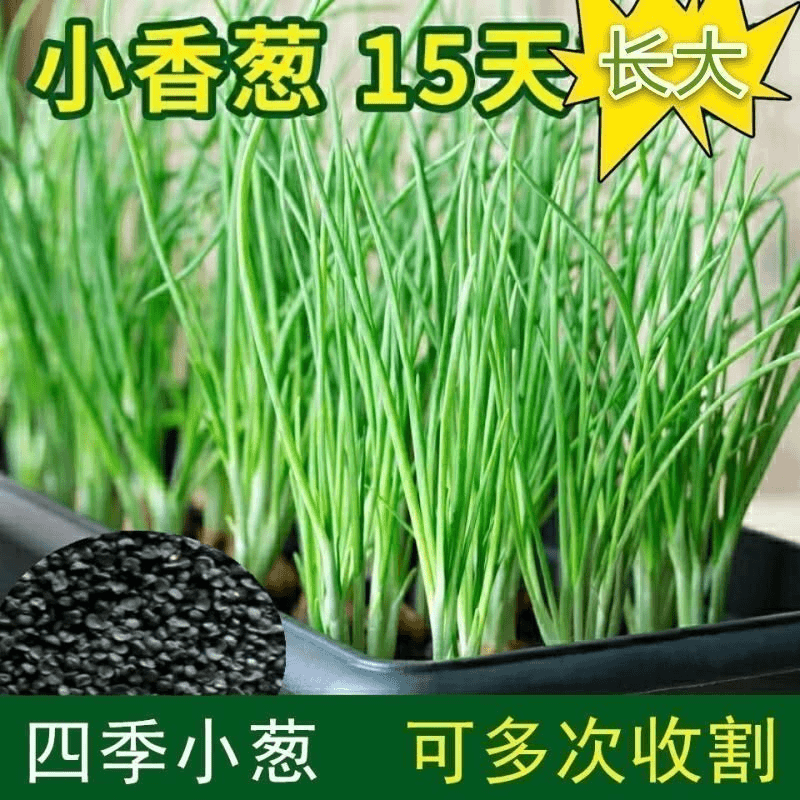 秋播【3.99元2包四季小香葱种子】分葱盆栽播易庭阳台小院种植 到手价¥3.99