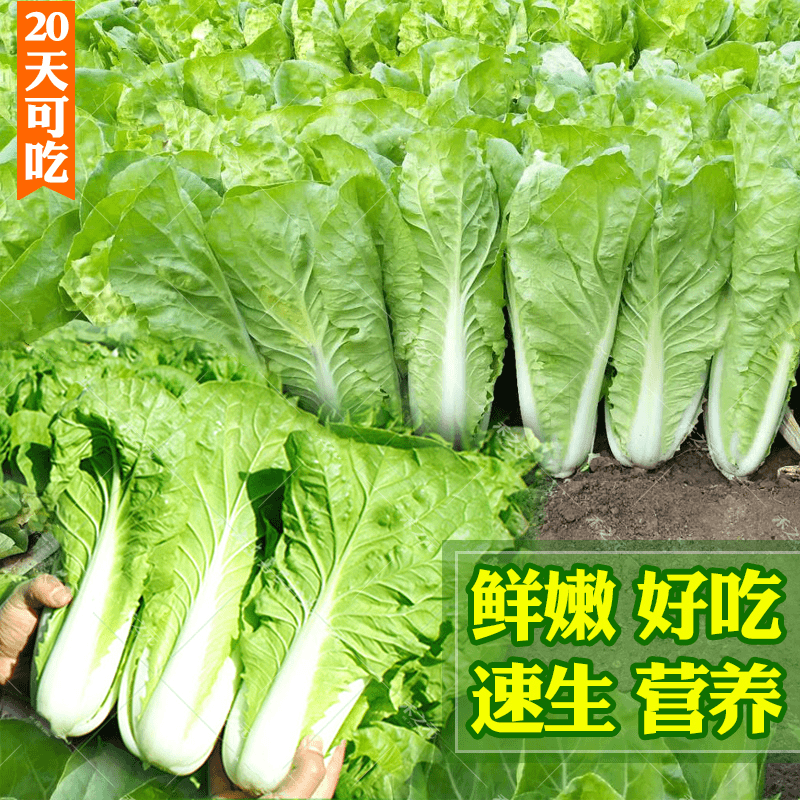 Z【四季速生快菜】快菜种子耐热耐寒阳台院子夏秋种植 到手价¥3.88