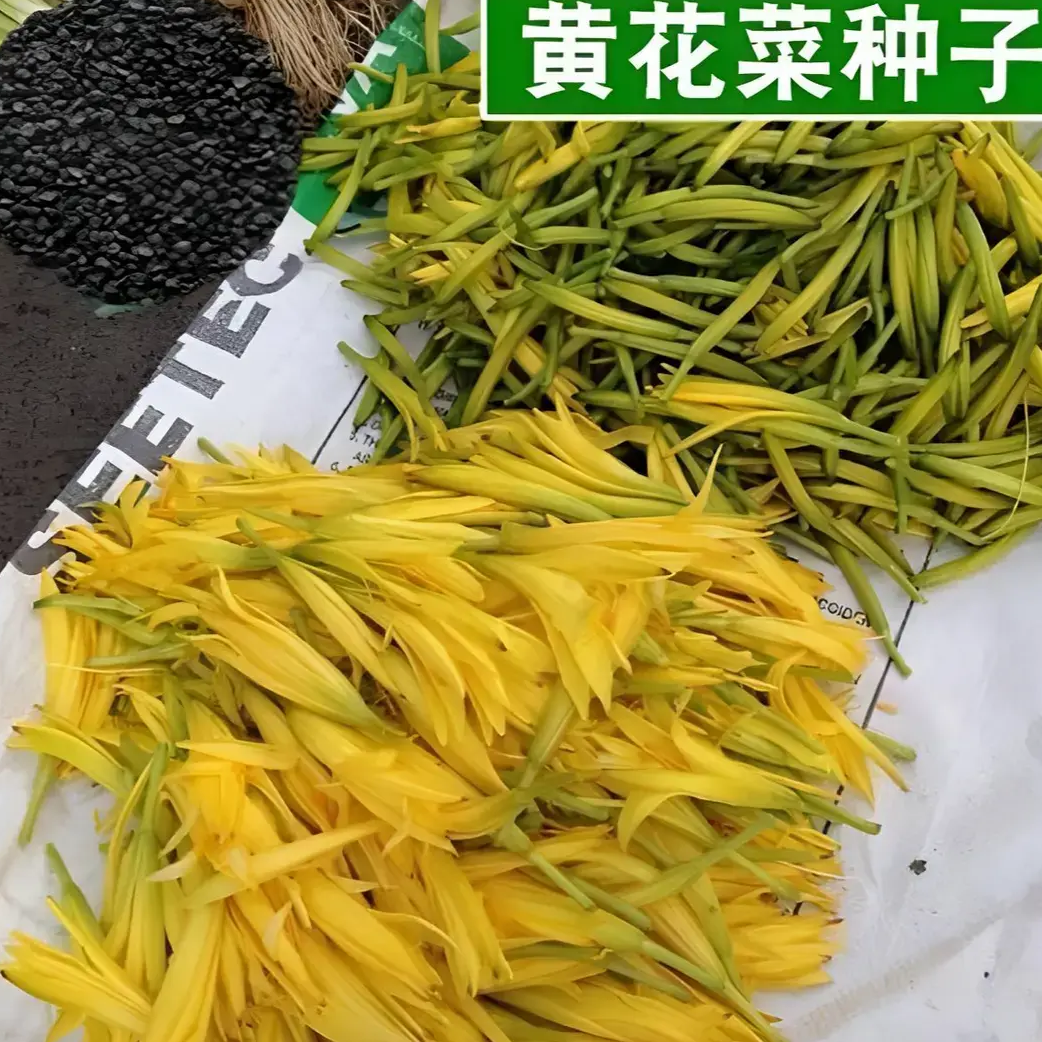 【黄花菜种子】四季种植盆栽地栽阳台小院种植开春种子 到手价¥3.88