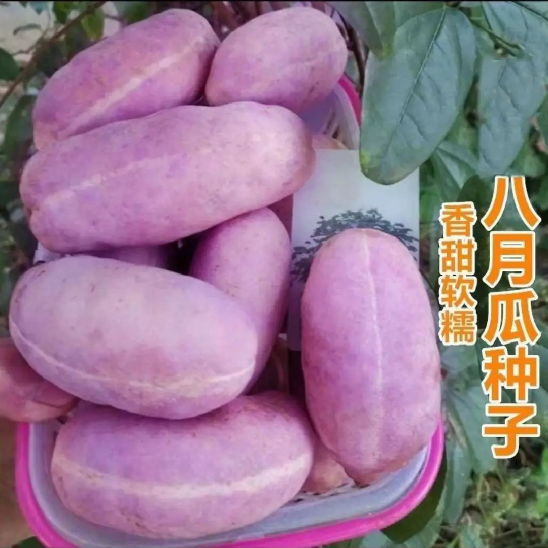 八月瓜种子特色紫果八月瓜树庭院爬藤植物食用水果八月炸种籽简单 到手价¥3.88