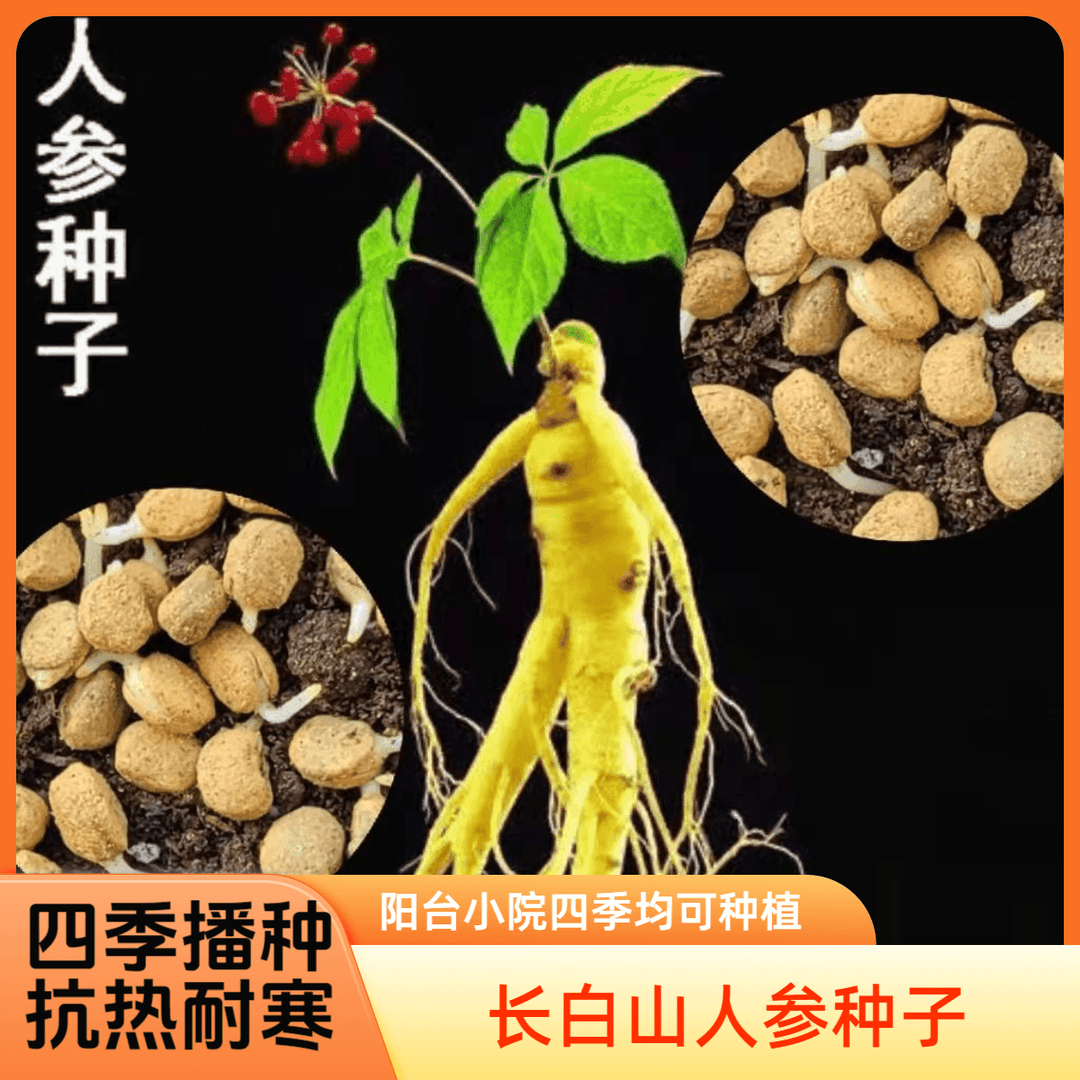 人参种子春秋长白山花旗参白参种四季阳台花卉植物 到手价¥3.88