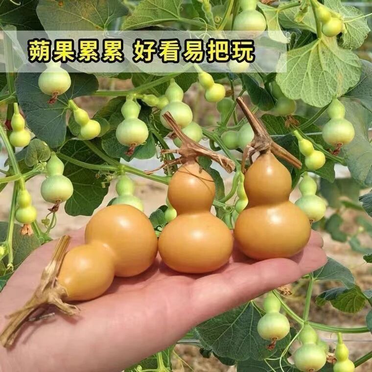 手捻小葫芦籽种四季观赏葫芦种子阳台庭院爬藤文玩葫芦盆栽植物2 到手价¥3.88