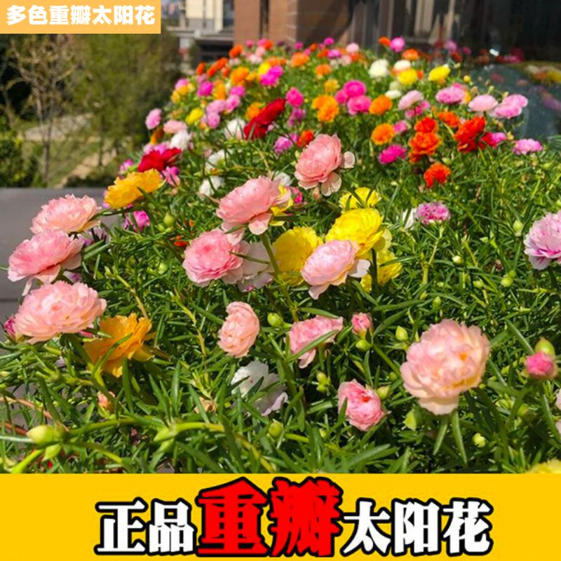 【10000粒正品重瓣粒太阳花种子】庭院阳台耐热耐旱四季种植 到手价¥3.88