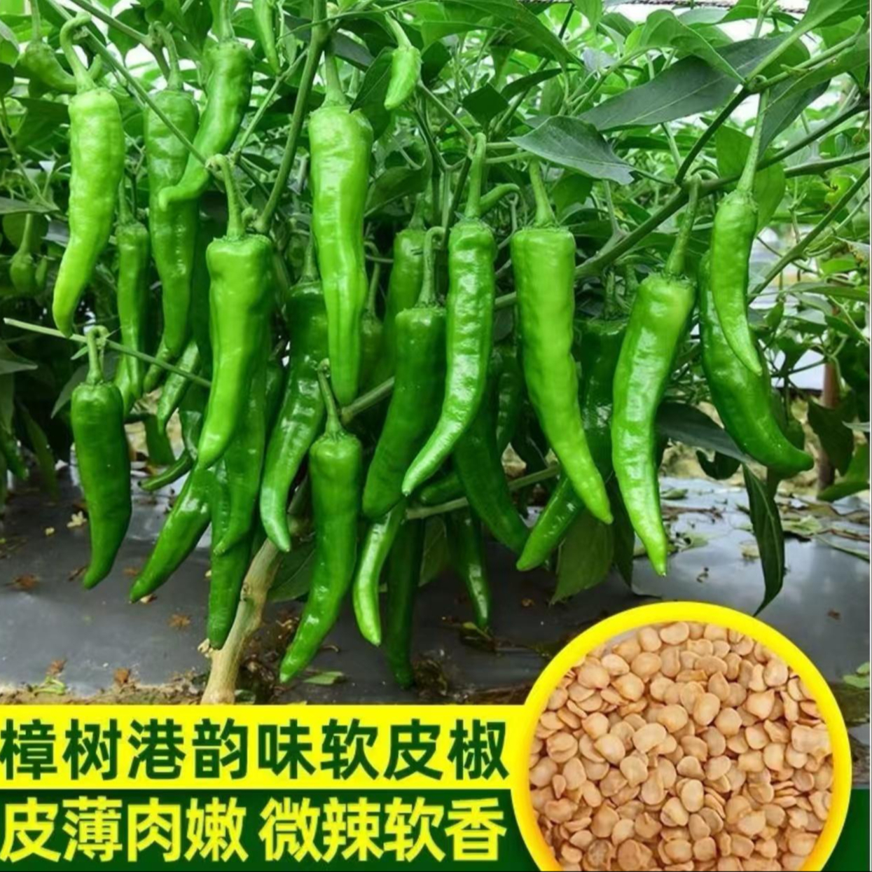 【樟树港辣椒种子】樟树港辣椒种子阳台盆栽蔬菜 到手价¥3.88
