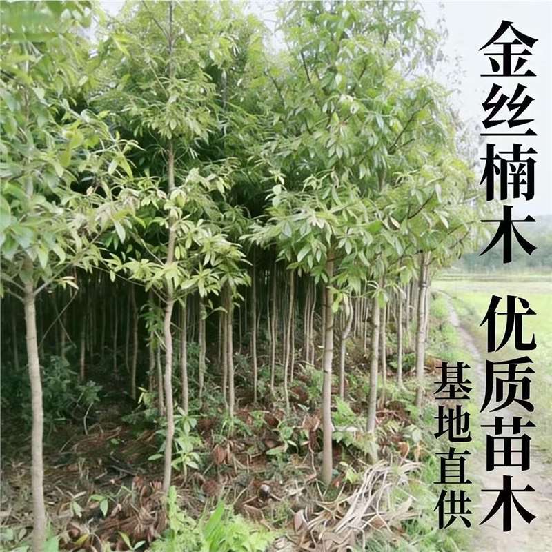 【5.9抢】四川正宗金丝楠木树苗小叶桢楠树苗楠木树苗名贵树苗 到手价¥5.90