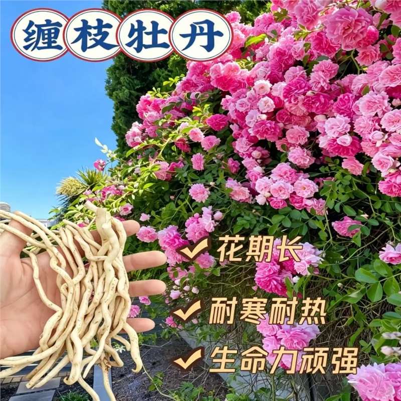 缠枝牡丹花苗粉色重瓣耐热耐寒绿植盆栽花卉芍药 到手价¥8.88