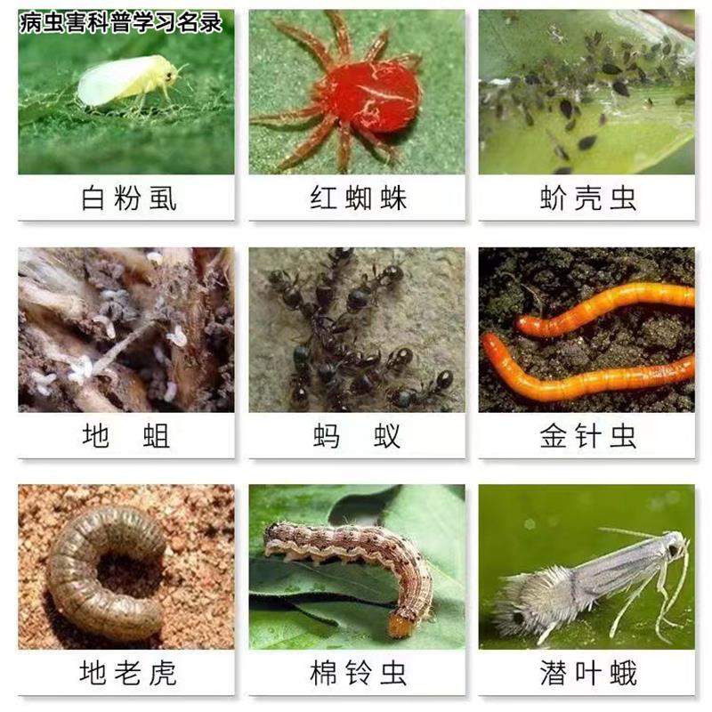 高氯甲维盐杀虫剂果树蔬菜甜菜夜蛾菜青虫青虫小菜蛾农药大全 图片 5