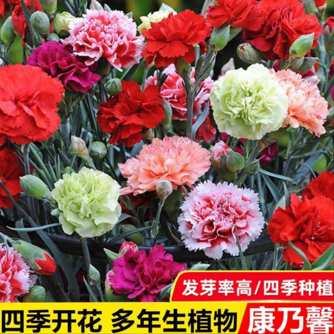 抢！3.88元【1000粒】重瓣康乃馨种子四季开花盆栽耐寒易活绿植 到手价¥3.88